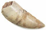 Serrated Raptor Tooth - Real Dinosaur Tooth #376467-1